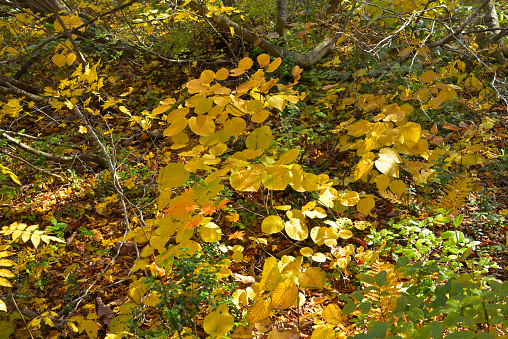 The vibrant beauty of beech leaves in autumn