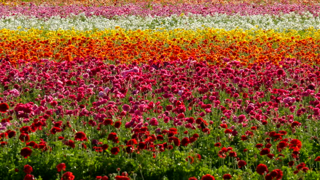 Persian Buttercup Flower Field in California USA Red Pink and Yellow