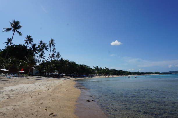 istock Beach on a sunny day and coconut trees 1472462167