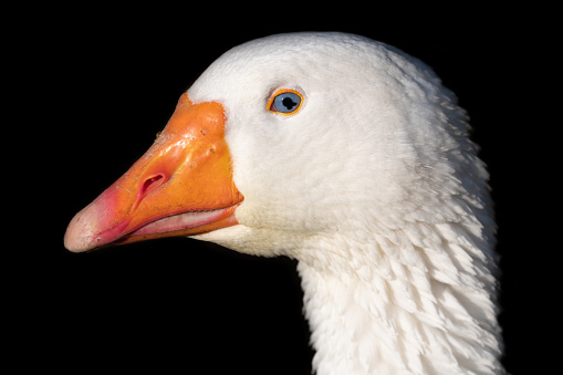 Portrait of the head of a white goose against a dark background. The blue eye with the black iris is clearly visible. The beak is orange. The feathers are white. The bird looks to the side.