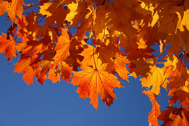 Fall leaves against blue sky stock photo