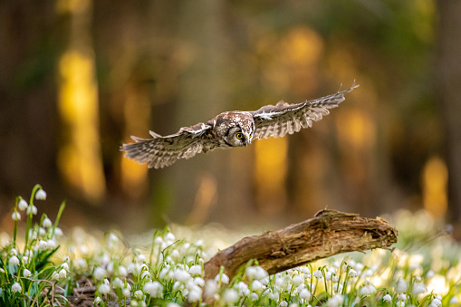 The boreal owl (Aegolius funereus) the small Owl comes alive in the spruce and fir forests. Spring Snowflake (Leucojum vernum) is a flowering plant in the spring forest. Beautiful carpet of flowering spring snowflake.