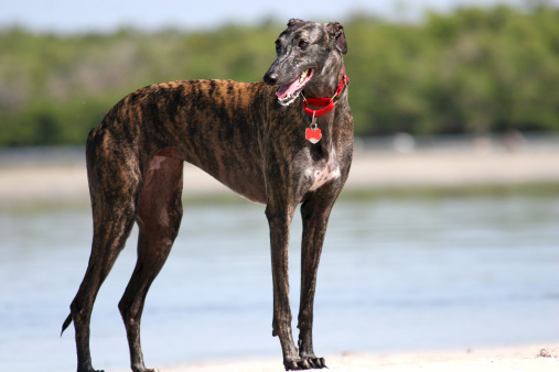 Brindle Greyhound on a beach in Florida