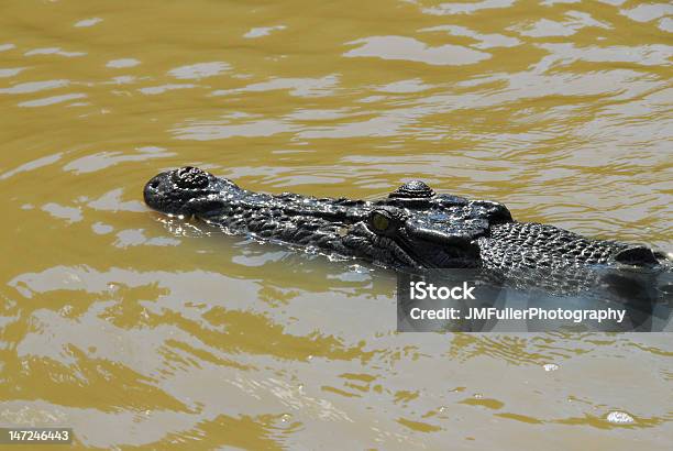 Photo libre de droit de Crocodile banque d'images et plus d'images libres de droit de Animaux à l'état sauvage - Animaux à l'état sauvage, Australie, Crocodile