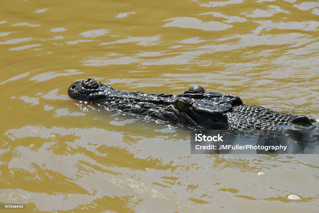 крокодил - Стоковые фото Австралийский Freshwater Crocodiles роялти-фри