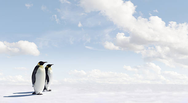 istock Panorama of two penguins under a white fluffy clouded sky 147246494