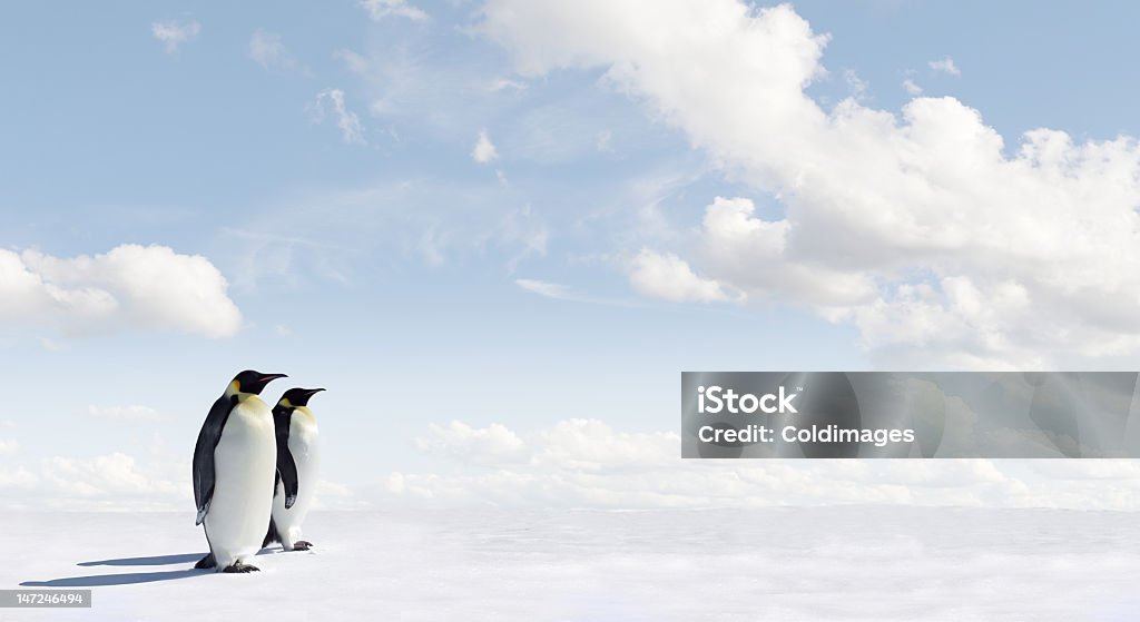 Panorama of two penguins under a white fluffy clouded sky Penguin Panorama with copy space Penguin Stock Photo