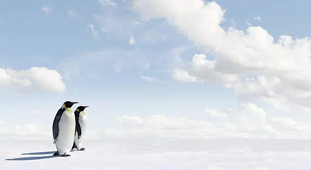 Penguin Panorama with copy space