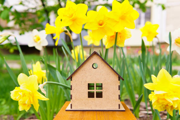 istock Wooden House Model Amongst Yellow Daffodils 1472466902