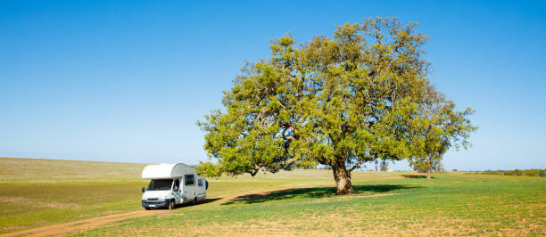 istock motorhome and big green tree 1472466956