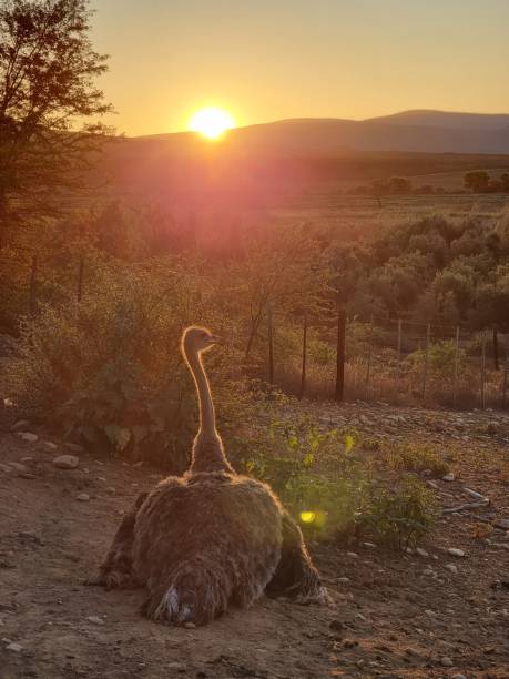 An ostrich resting at sunset A lone ostrich resting in the fields of a wildlife game farm in front of a beautiful African sunset. ostrich farm stock pictures, royalty-free photos & images