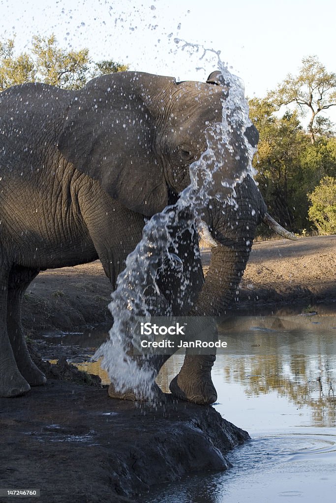 elefante africano - Foto de stock de Abrevadero libre de derechos