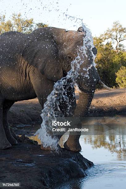 Elefante Africano Foto de stock y más banco de imágenes de Abrevadero - Abrevadero, Agua, Aire libre