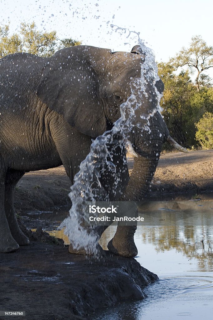 Elefante africano - Royalty-free Animal Foto de stock