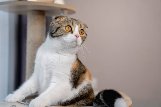 istock Cute Scottish breed cat on cat tree at home with copy space. 1472468061