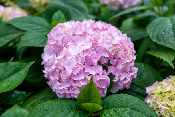 istock Pink hydrangea flowers with drops after rain 1472468234