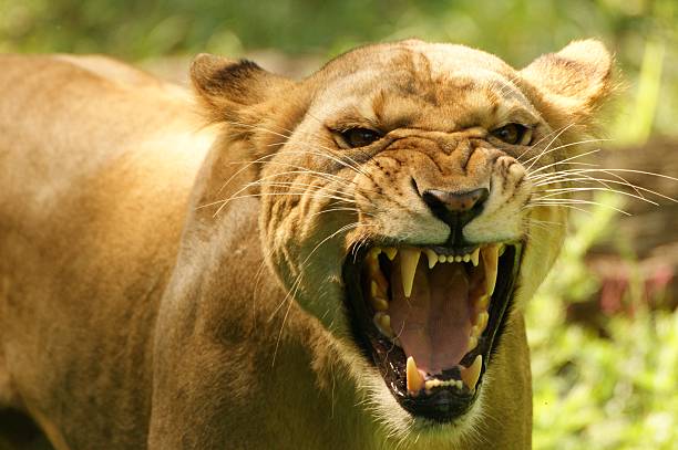 istock Lion female, Panthera leo 147246854
