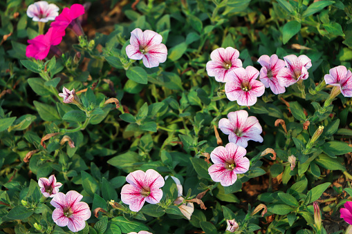 Petunia plant with pink flowers, Petunia exserta