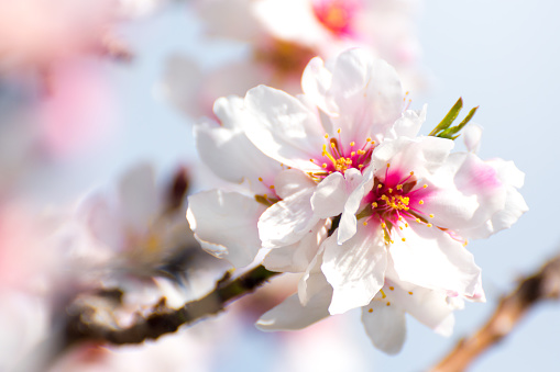 Almond blossoms, close up image of a group of almond flowers on the branch of an almond tree. Pink and white flowers.