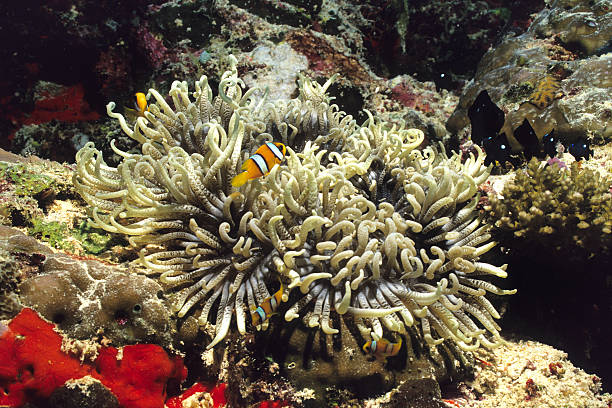 anemonefish stock photo