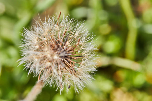 Dandelion blossoms on background of green grass in spring. Selective focus.