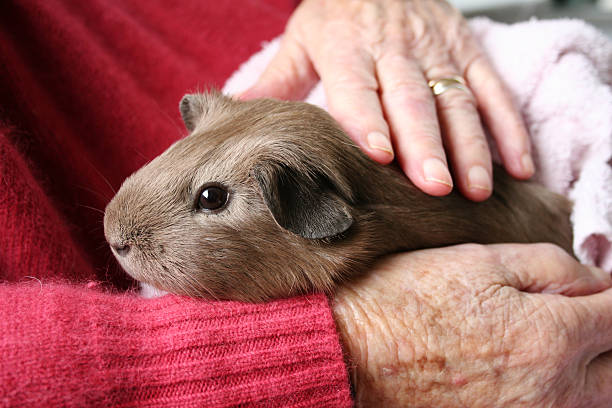 Pet therapy guinea pig Pet therapy series. Cute fawn coloured guinea pig sitting on the lap of an elderly rest home resident. Shallow depth of field. More guinea pigs and other small domestic pets animal therapy stock pictures, royalty-free photos & images