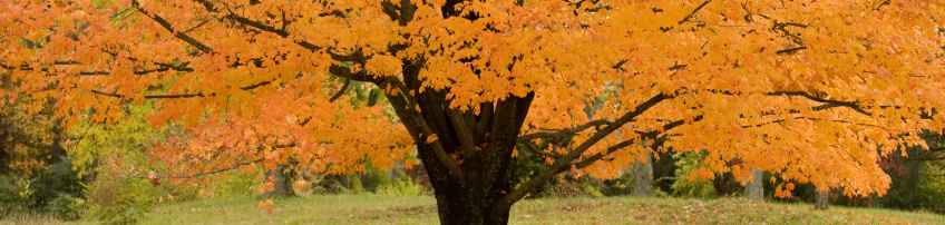 An autumn tree with orange leaves.