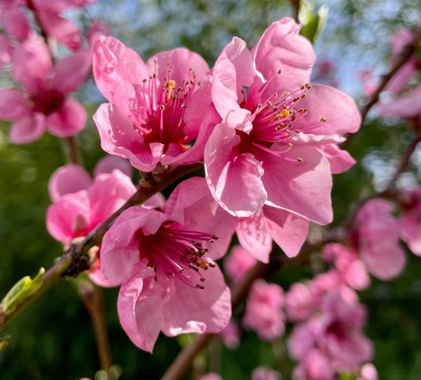 istock Tender pink peach blossoms 1472470925
