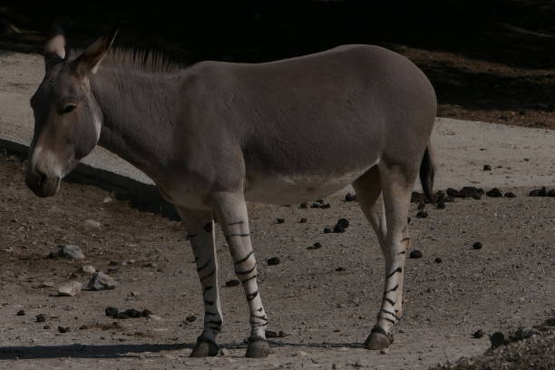 istock Somali wild ass, Sigean African Reserve, Aude 1472471266