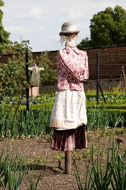 female looking scarecrow standing in a vegetable garden
