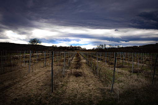 Vineyard before the rain in springtime