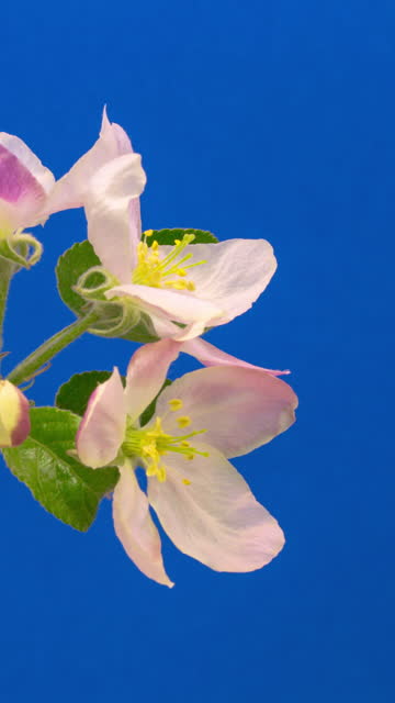 4k vertical timelapse of an Wild Apple tree flower blossom bloom and grow on a blue background. Blooming flower of Malus domestica. Vertical time lapse in 9:16 ratio mobile phone and social media ready.