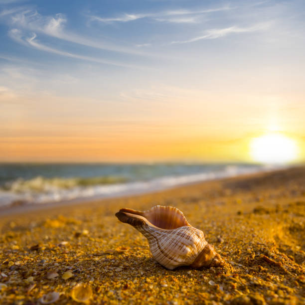 istock closeup marine shell lie on sandy sea beach at the sunset 1472474188