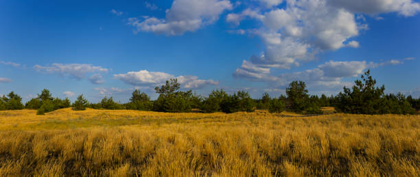 wide sandy prairie under a cloudy sky at hot summer day - prairie wide landscape sky imagens e fotografias de stock