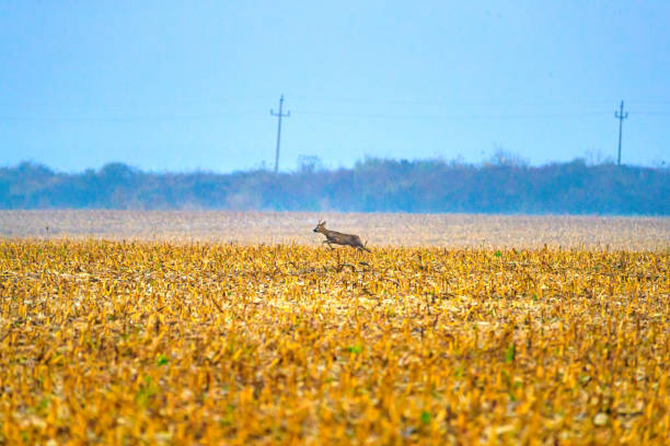 Deer in a plowed agricultural field on a spring day