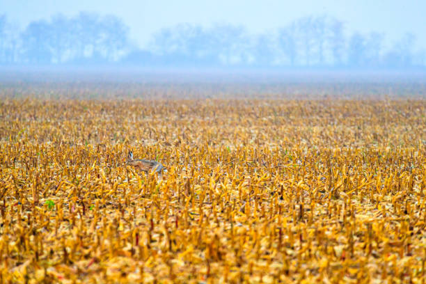 Corn field after harvest, rabbit hopping on the stubble on a misty morning, future in homegrown production