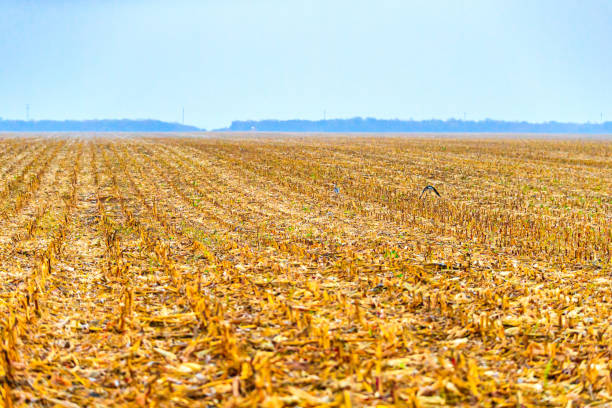 Corn field after harvest, hawk flying over the yellow stubble, producing food for future