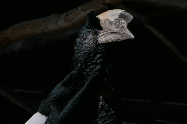istock Grey-cheeked Hornbill, Sigean African Reserve, Aude 1472475528