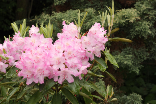 Flowering shrub of Rhododendron (Azalea) in botanical garden