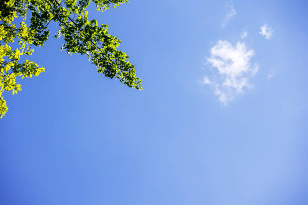 istock Green tree branch on sunny day on blue sky background with white cloud 1472476723