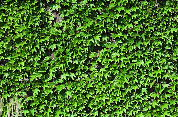 Ideal background, ivy wall