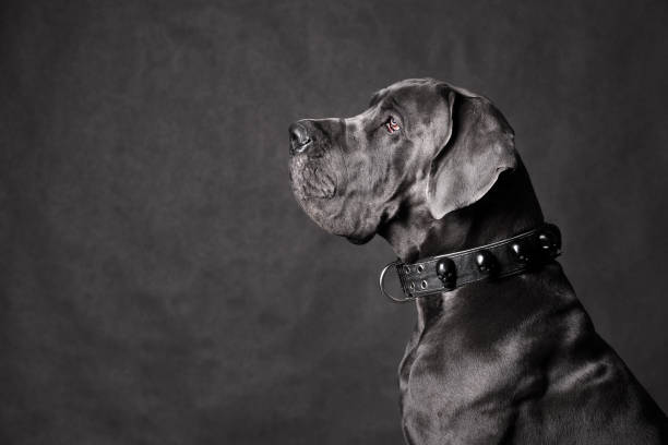 istock Great Dane dog portrait 1472476917