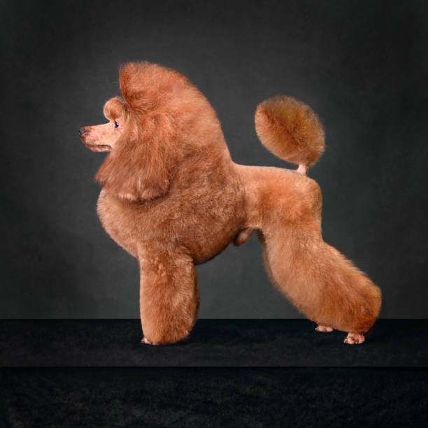 istock Beautiful apricot toy poodle 1472476920