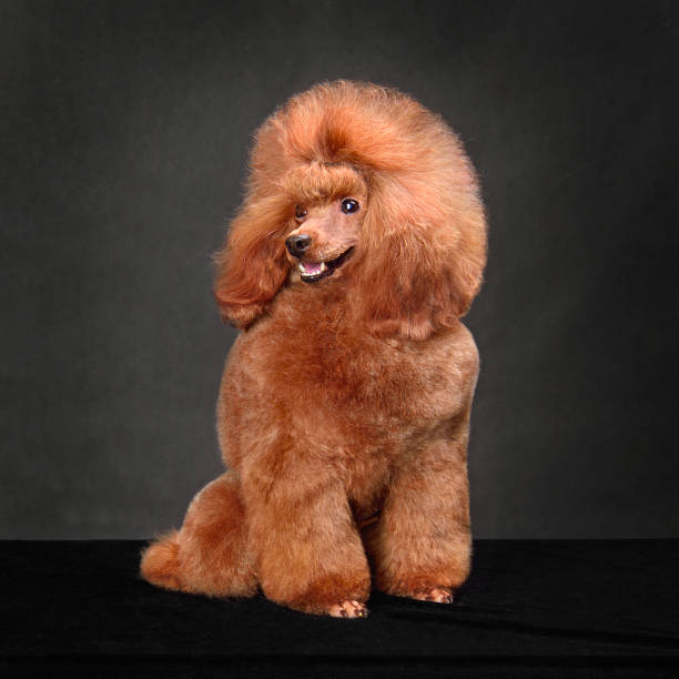 istock Bright apricot toy poodle 1472476923