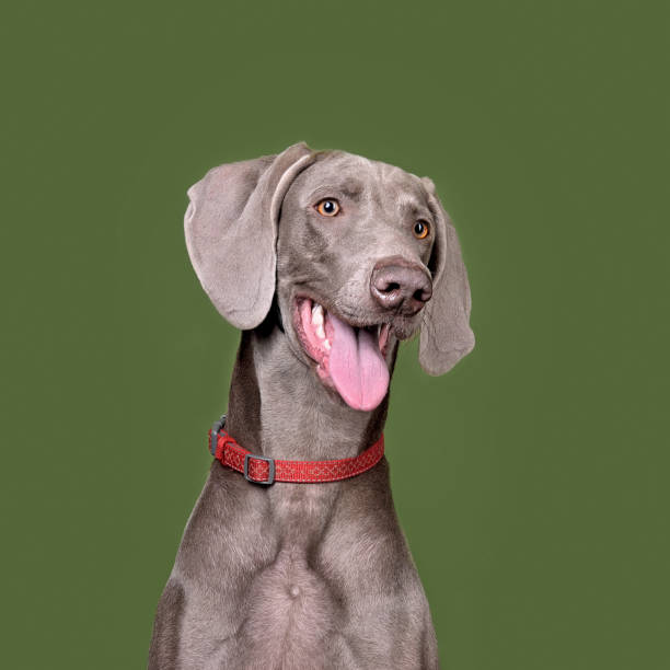 portret psa weimaranera - weimaraner dog animal domestic animals zdjęcia i obrazy z banku zdjęć