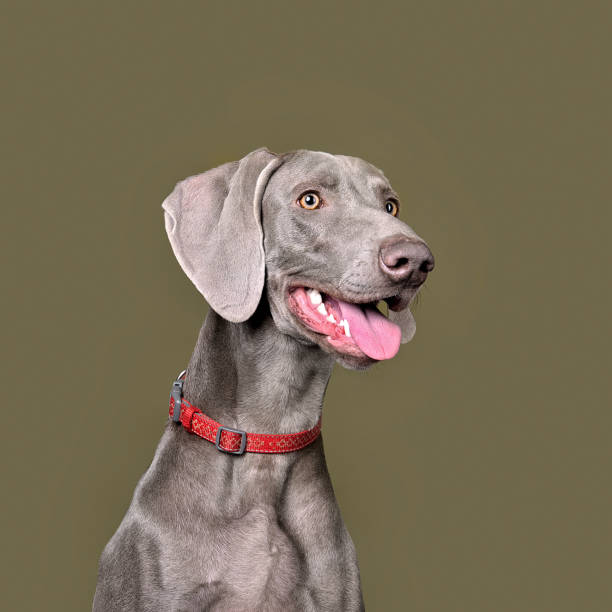 portret psa weimaranera - weimaraner dog animal domestic animals zdjęcia i obrazy z banku zdjęć