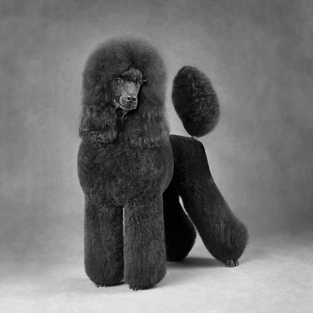 caniche standard noir debout - standard poodle photos et images de collection