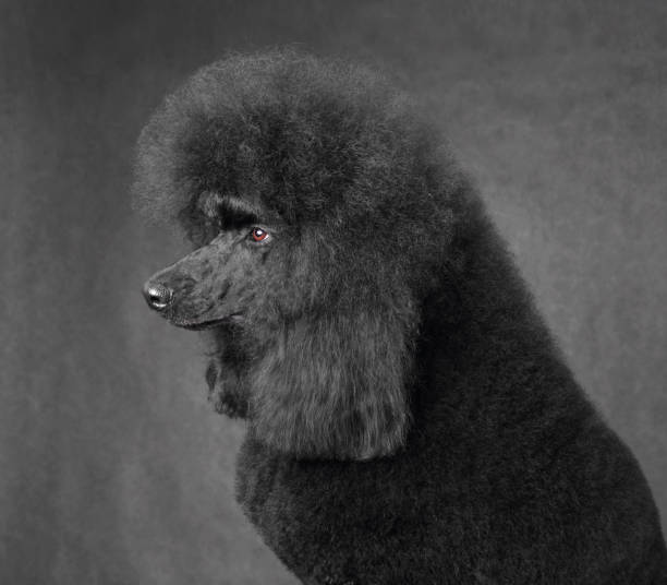 istock Portrait of black poodle 1472477001
