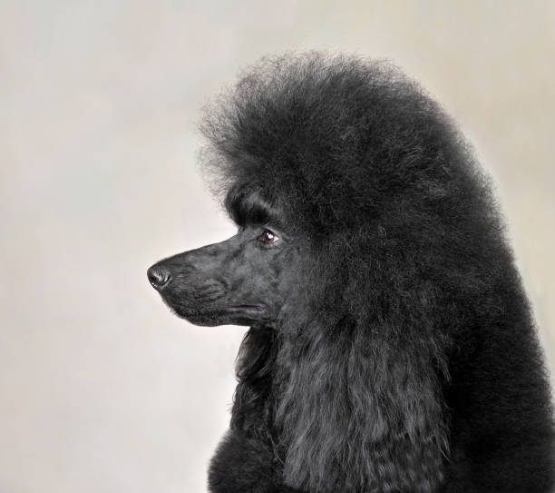 istock Portrait of black standard poodle 1472477072