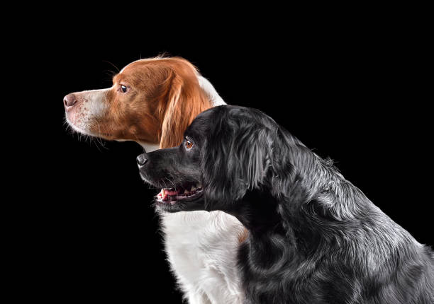 istock Two beautiful Brittany dogs 1472477133